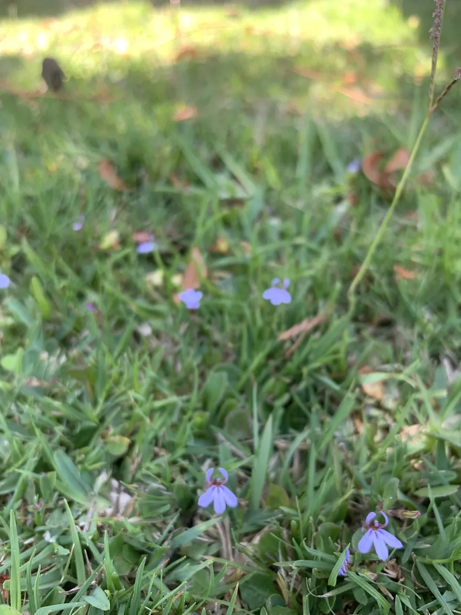 Miniatura: Lobelia (Lobelia cardinalis)