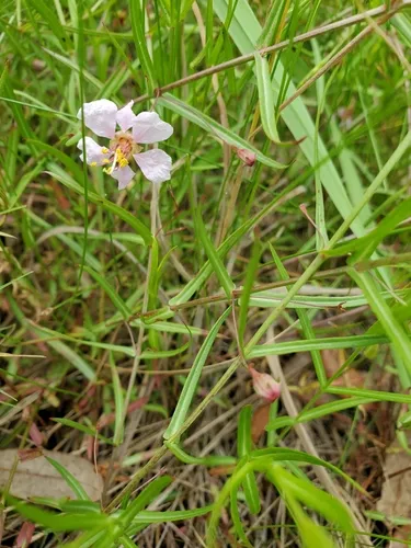 Miniatura: Nesaea (Nesaea spp.)
