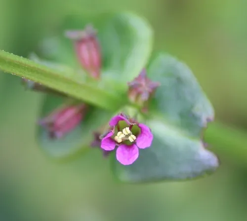 Miniatura: Nesaea (Nesaea spp.)