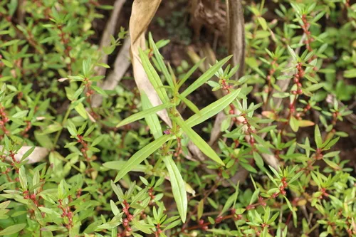 Miniatura: Nesaea (Nesaea spp.)