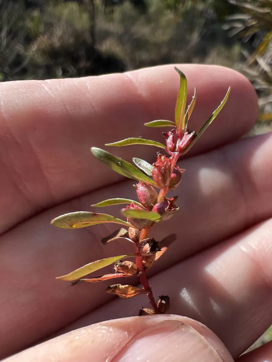 Rotala