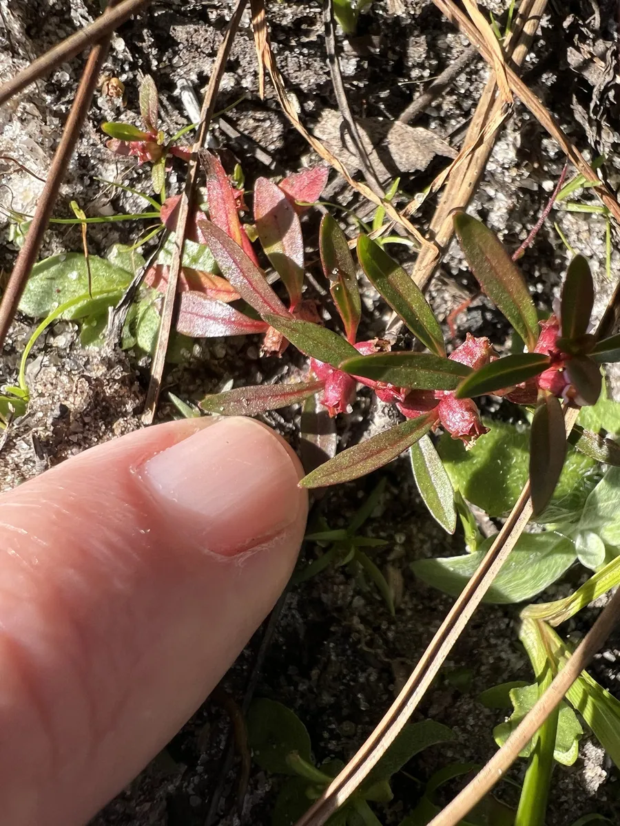 Miniatura: Rotala (Rotala spp.)