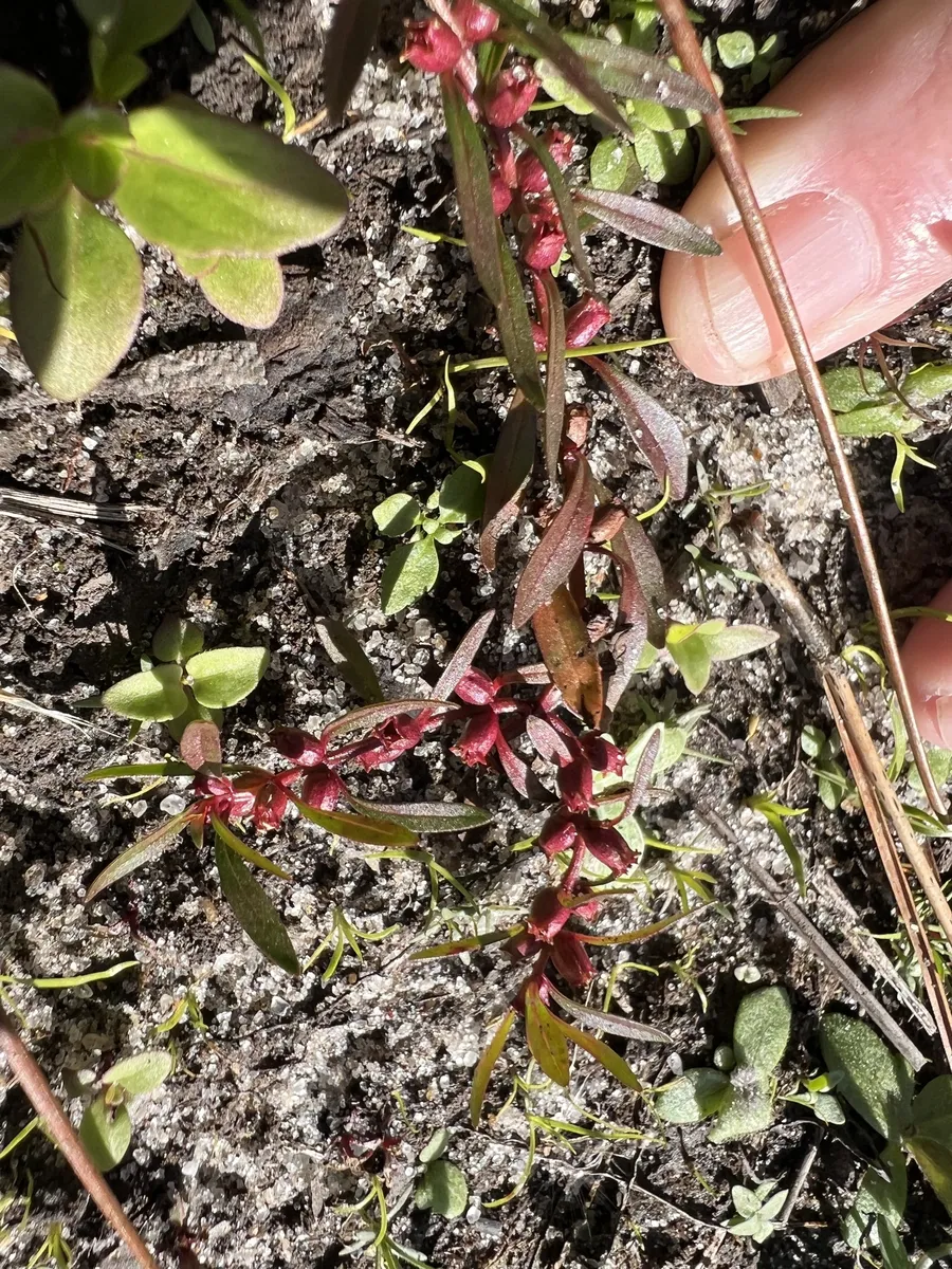 Miniatura: Rotala (Rotala spp.)
