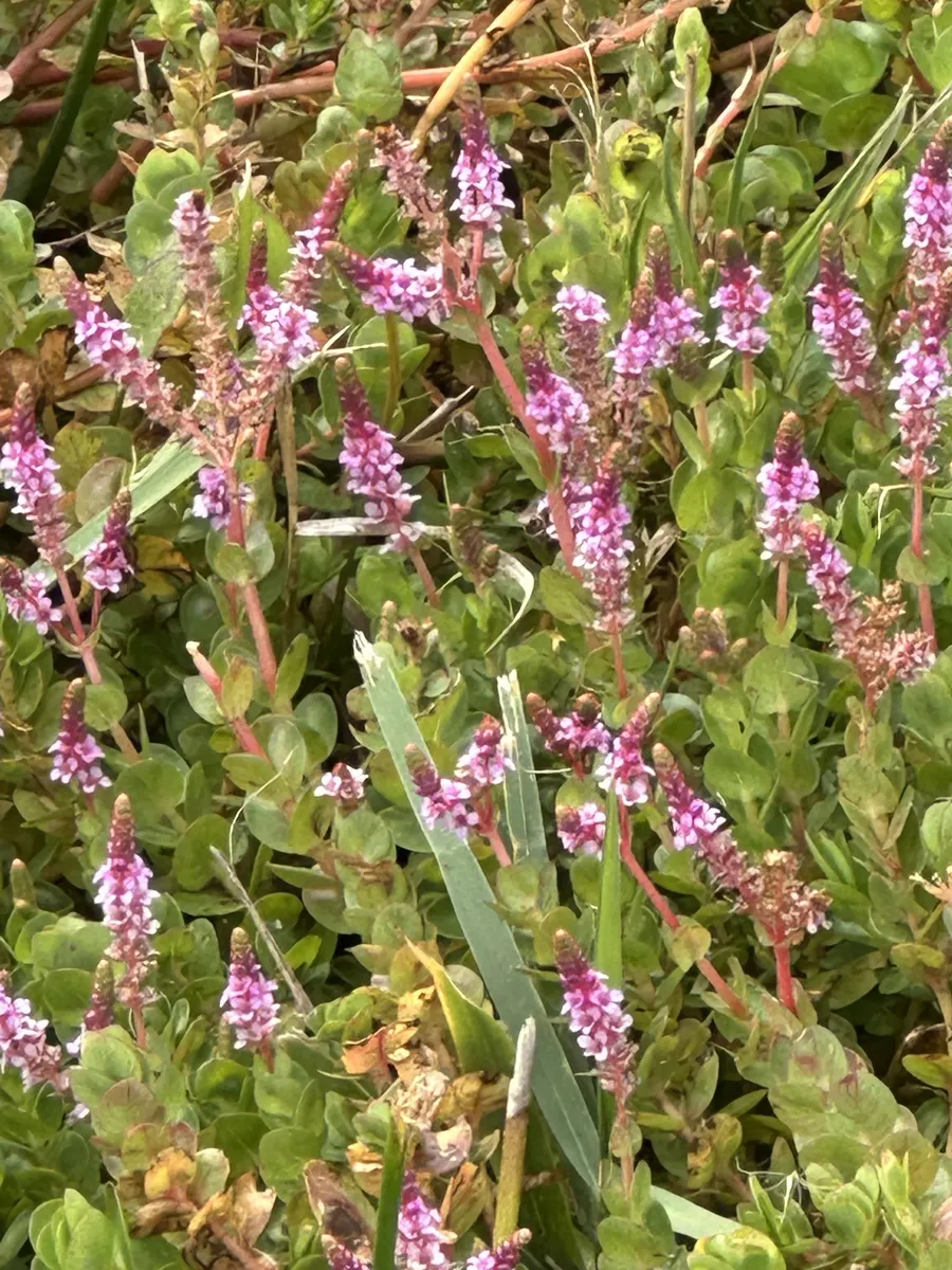 Miniatura: Rotala (Rotala spp.)