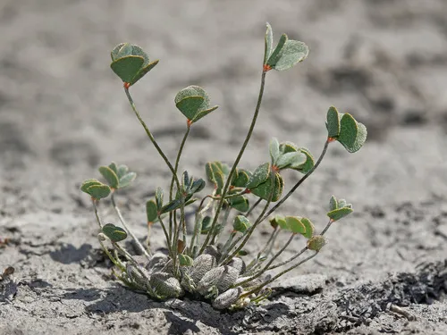 Miniatura: Marsilea (Marsilea spp.)