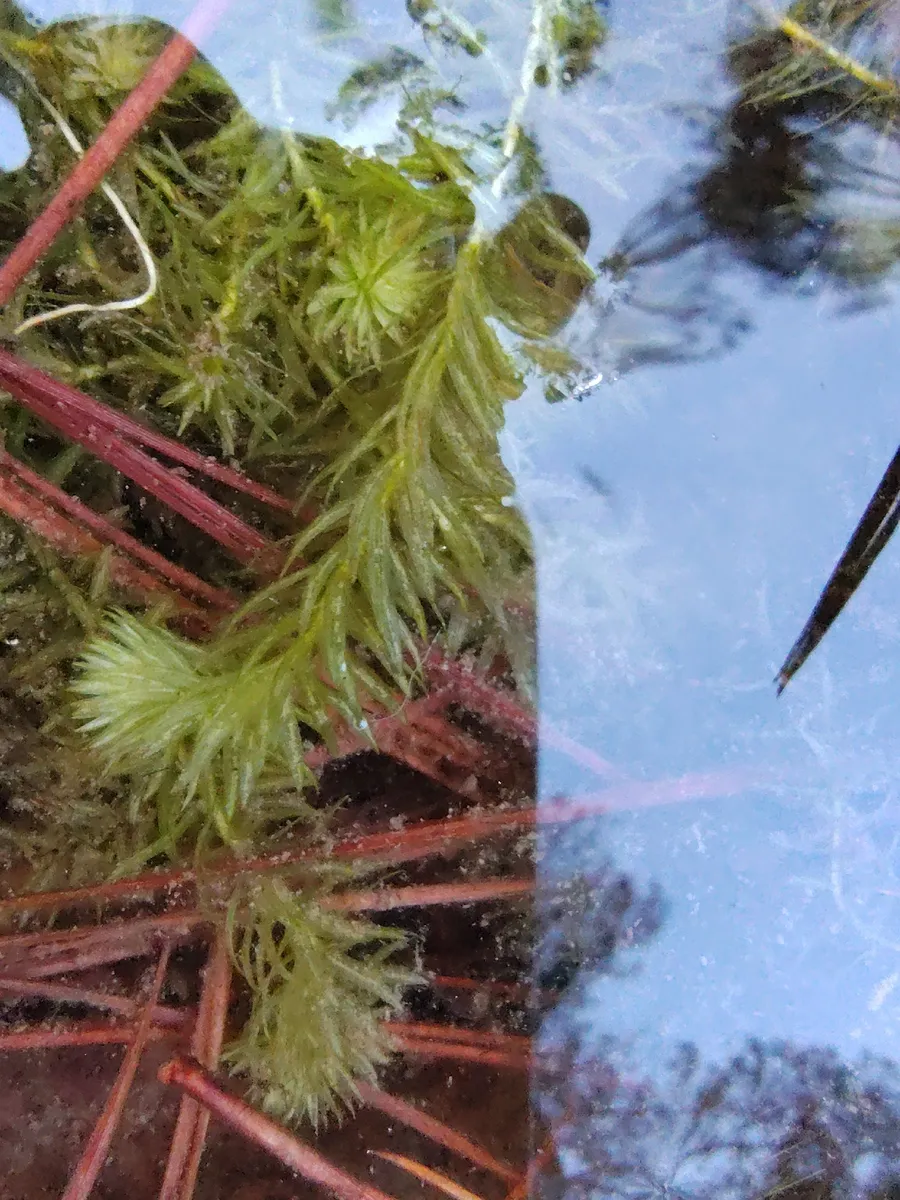 Miniatura: Mayaca (Mayaca fluviatilis)