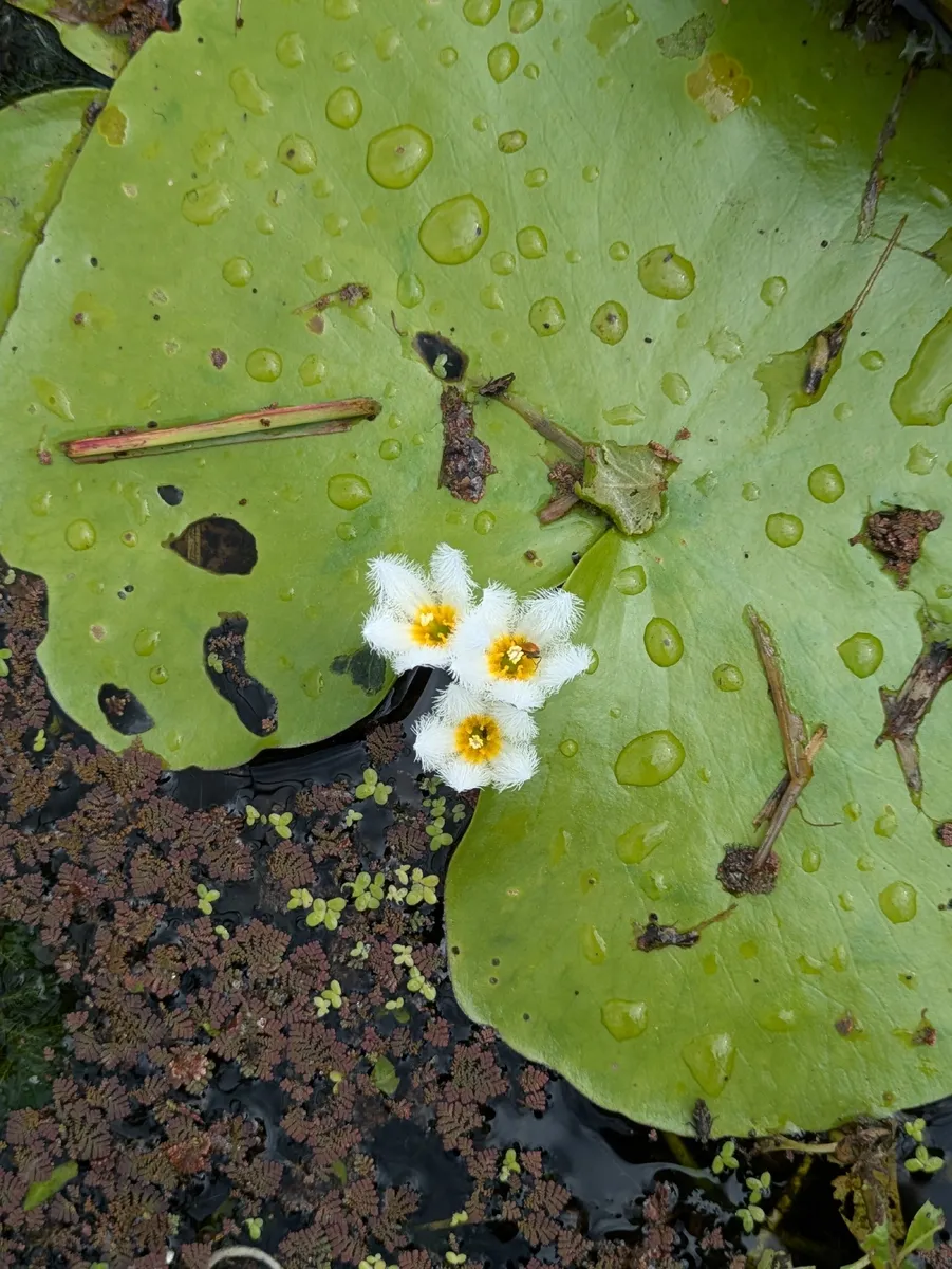 Miniatura: Nymphoides (Nymphoides spp.)