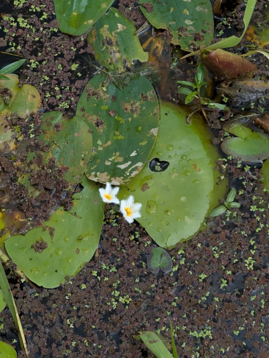 Miniatura: Nymphoides (Nymphoides spp.)