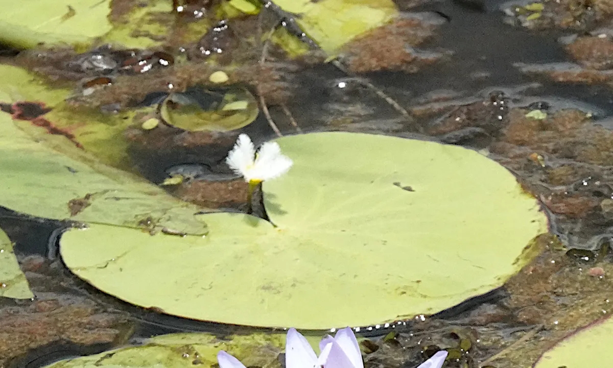 Miniatura: Nymphoides (Nymphoides spp.)
