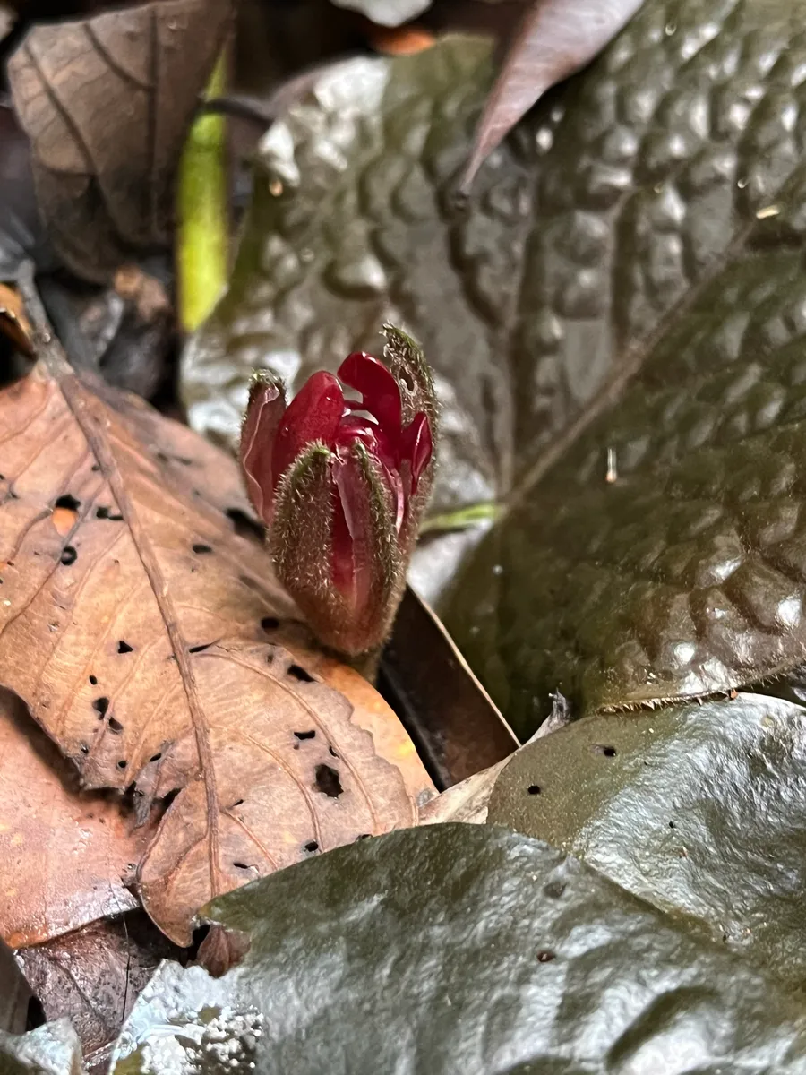 Miniatura: Barclaya (Barclaya longifolia)