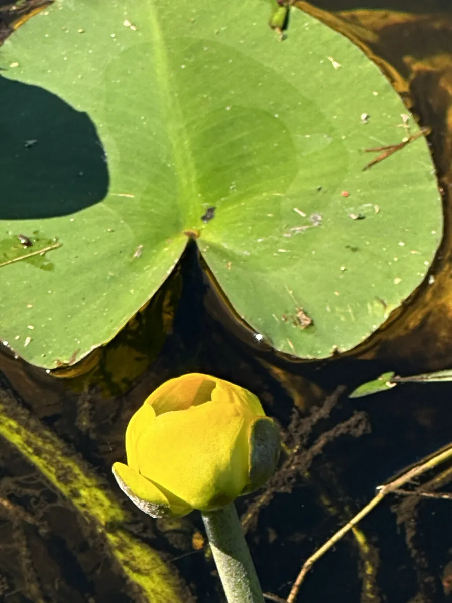Nuphar (Nuphar spp.)