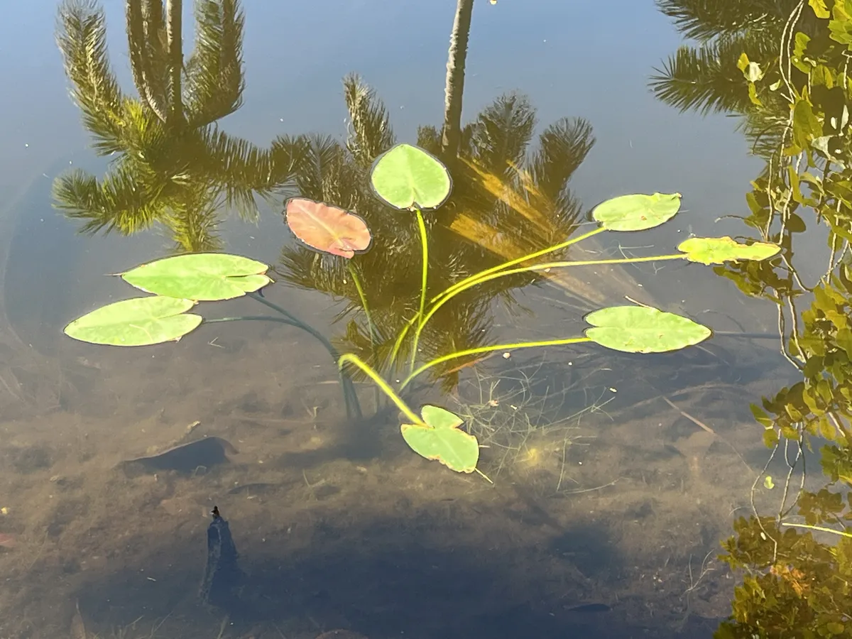 Miniatura: Nuphar (Nuphar spp.)