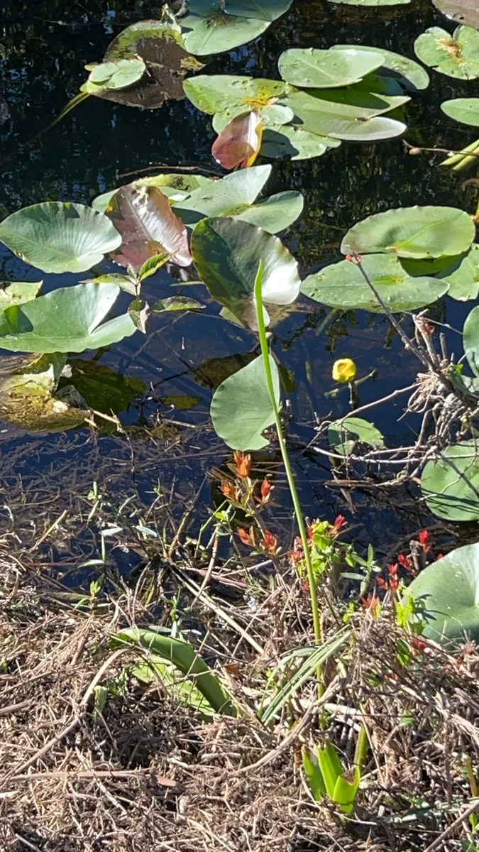 Miniatura: Nuphar (Nuphar spp.)
