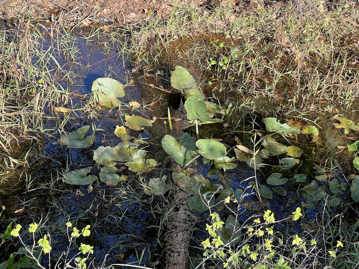 Miniatura: Nuphar (Nuphar spp.)