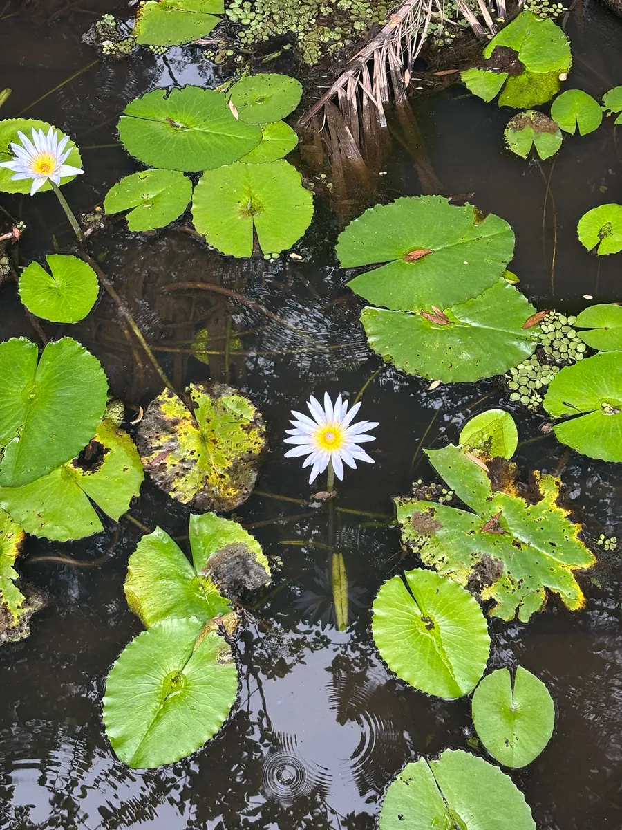Nymphaea (Nymphaea spp.)