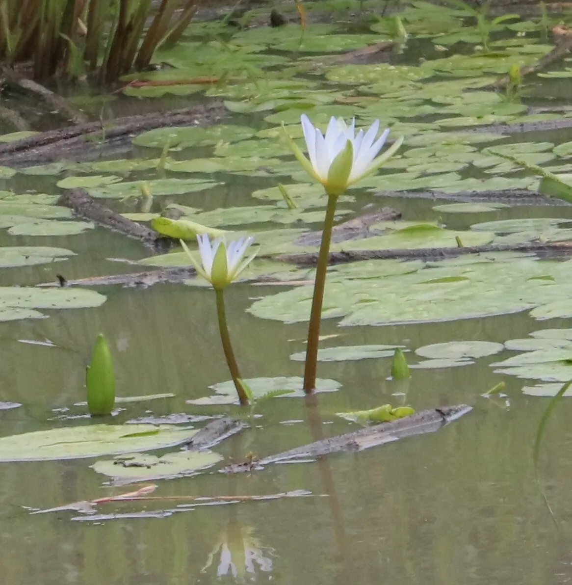 Miniatura: Nymphaea (Nymphaea spp.)