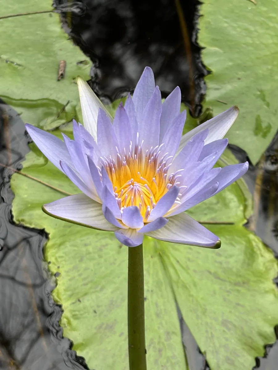 Miniatura: Nymphaea (Nymphaea spp.)
