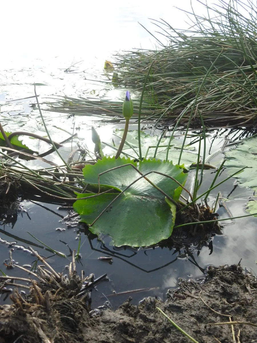Miniatura: Nymphaea (Nymphaea spp.)