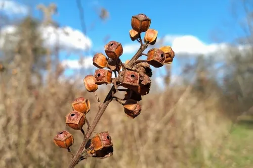 Miniatura: Ludwigia (Ludwigia spp.)