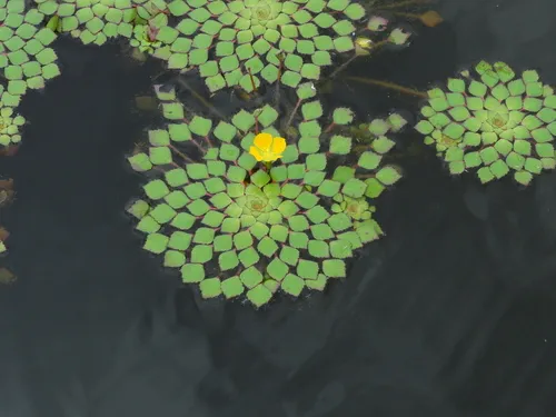 Miniatura: Ludwigia (Ludwigia spp.)