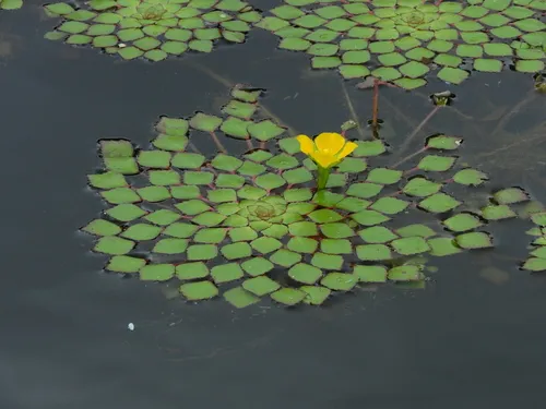 Miniatura: Ludwigia (Ludwigia spp.)