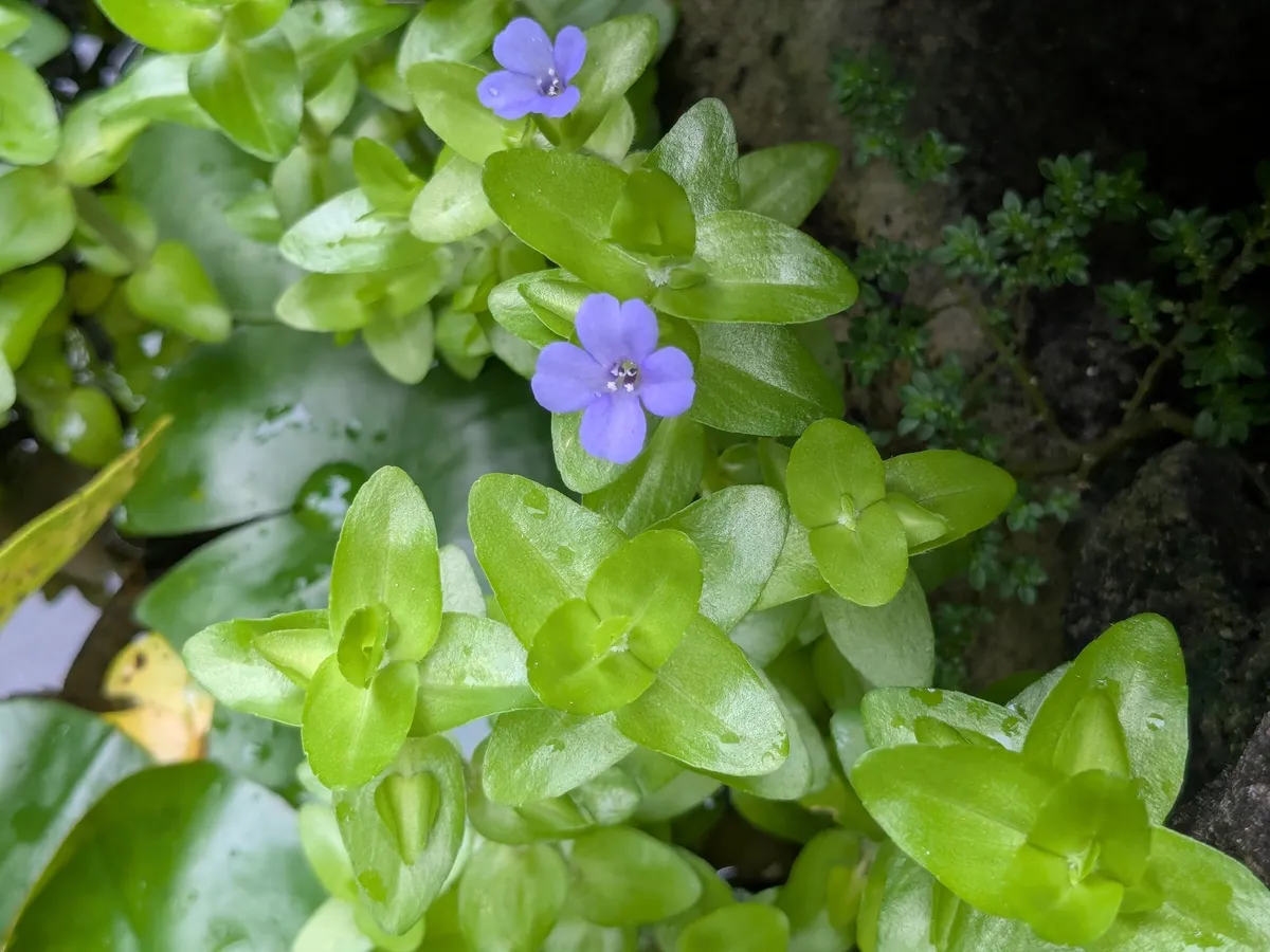 Miniatura: Bacopa (Bacopa spp.)