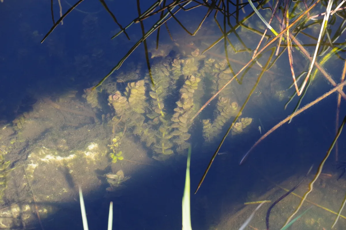 Miniatura: Bacopa (Bacopa spp.)