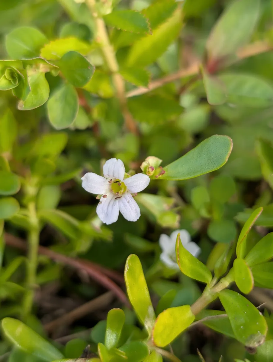 Miniatura: Bacopa (Bacopa spp.)