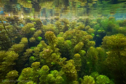 Limnophila (Limnophila spp.)