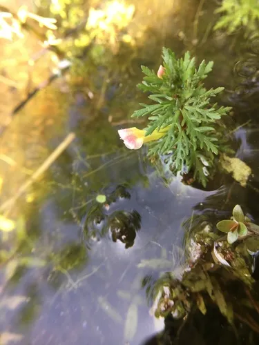 Miniatura: Limnophila (Limnophila spp.)