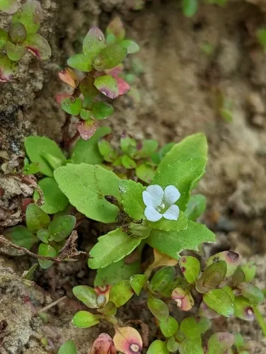 Miniatura: Limnophila (Limnophila spp.)