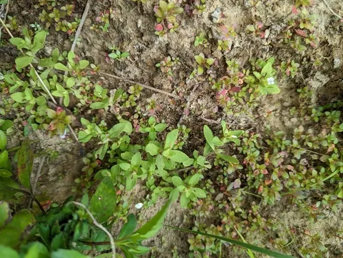Miniatura: Limnophila (Limnophila spp.)