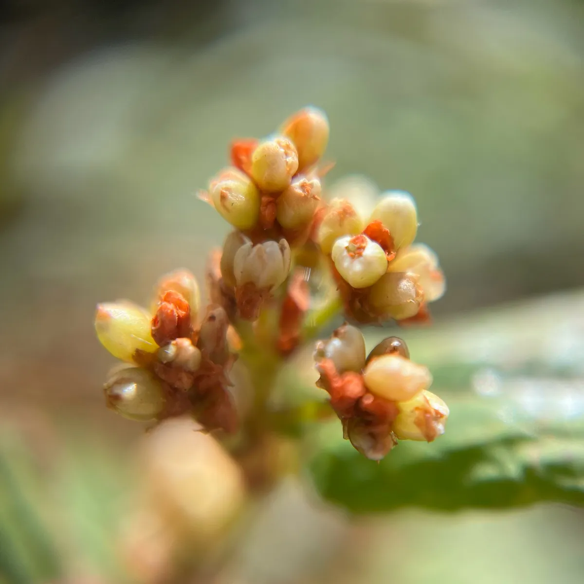 Poligonacee
