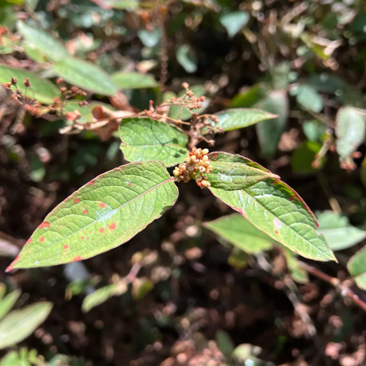 Miniatura: Persicaria (Persicaria spp.)