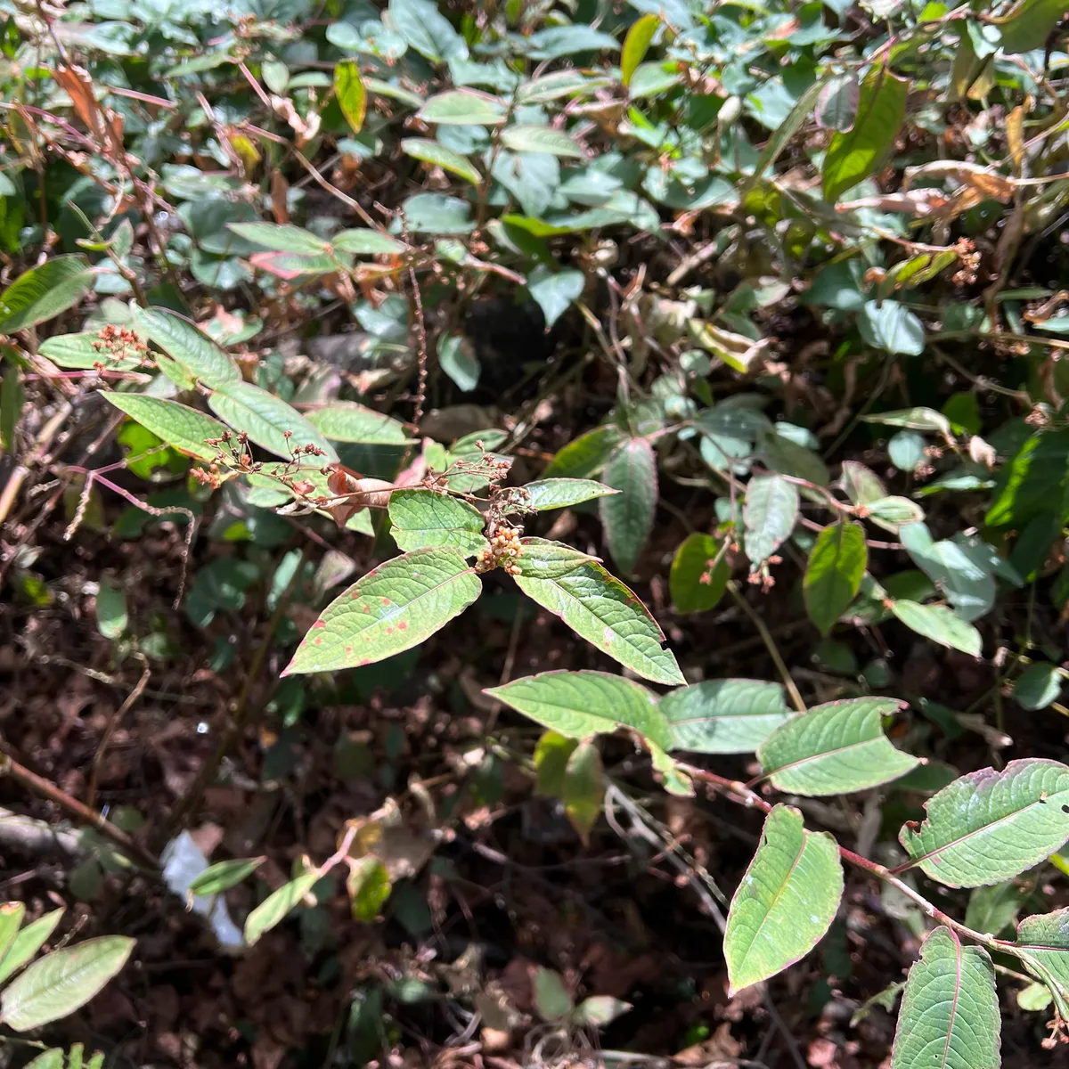 Miniatura: Persicaria (Persicaria spp.)