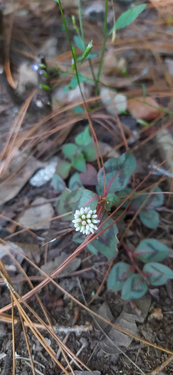 Miniatura: Persicaria (Persicaria spp.)