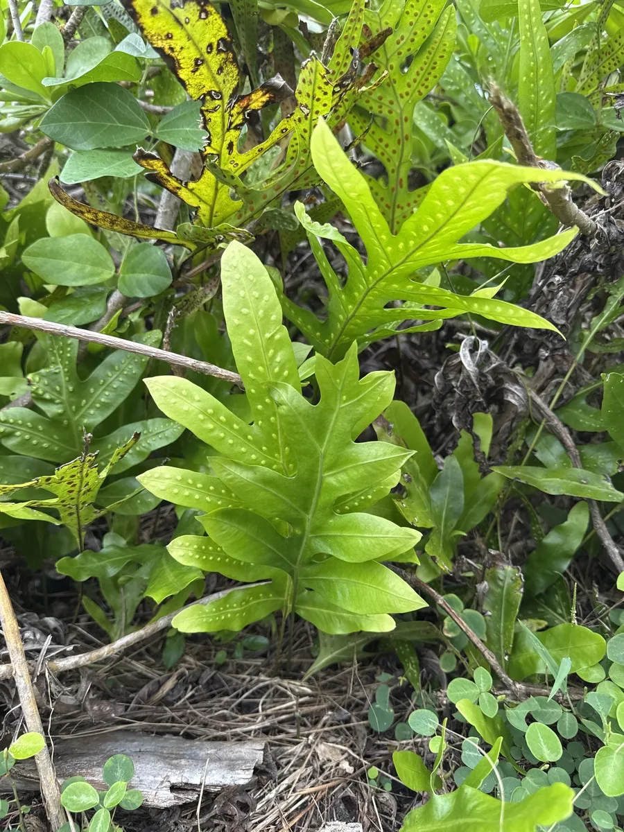 Microsorum (Microsorum spp.)