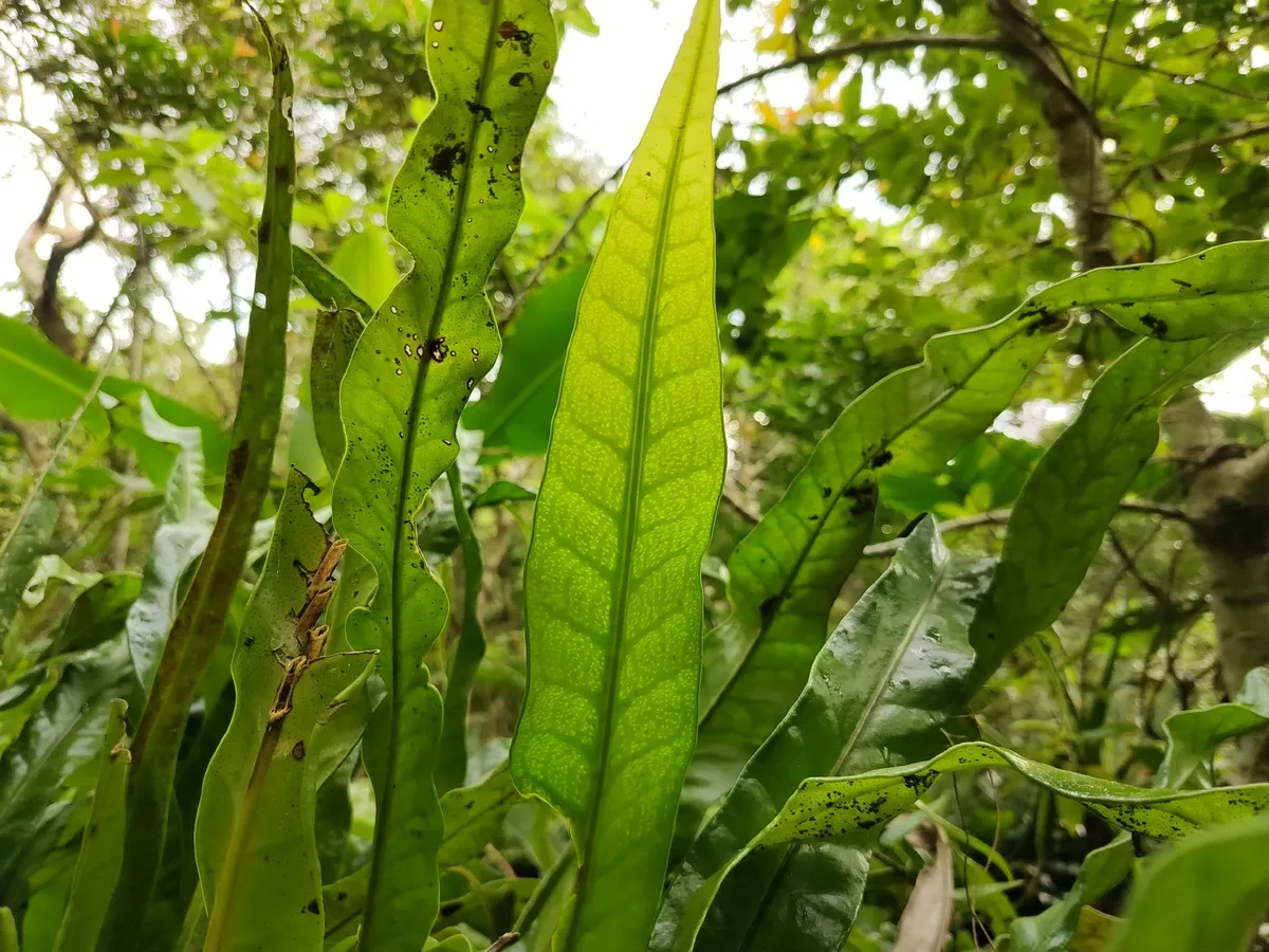 Miniatura: Microsorum (Microsorum spp.)