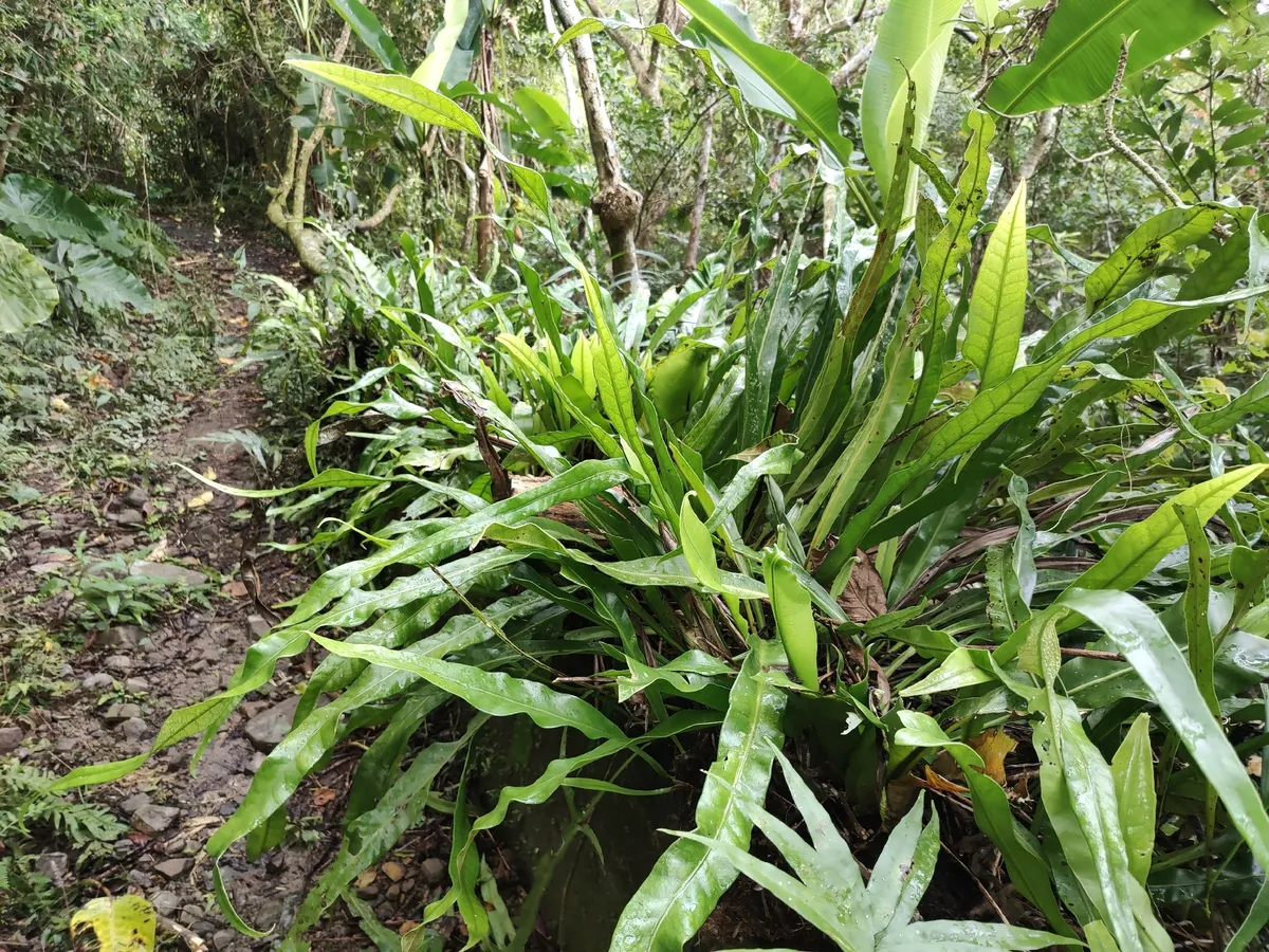 Miniatura: Microsorum (Microsorum spp.)