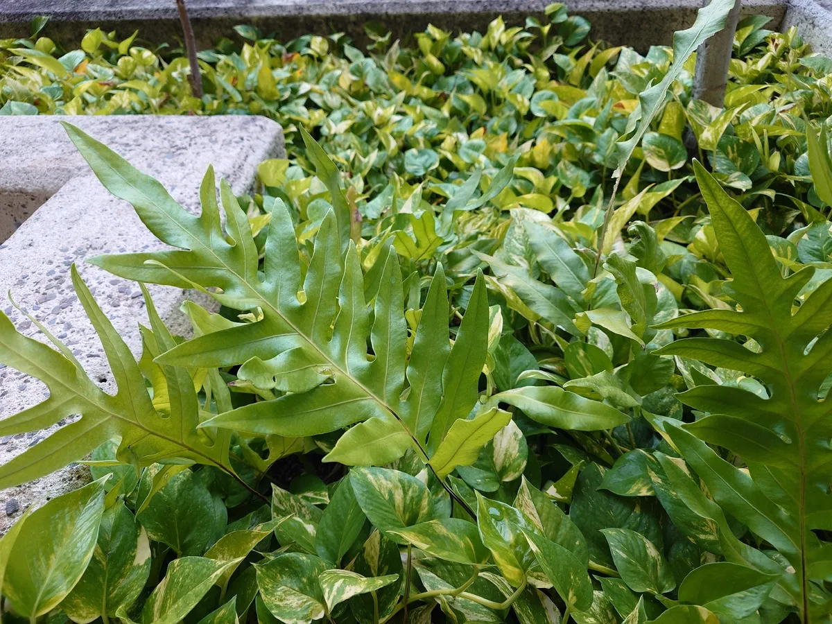 Miniatura: Microsorum (Microsorum spp.)