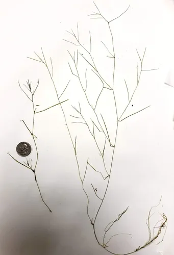 Potamogetonacee
