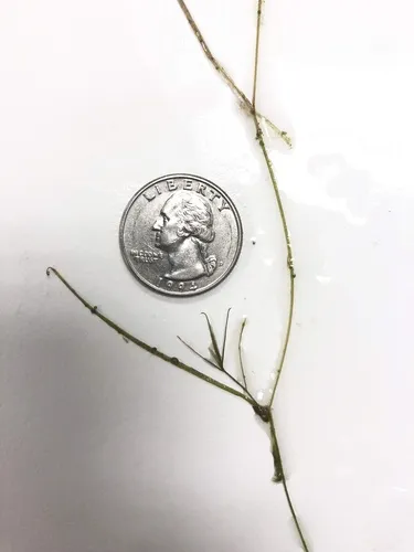 Miniatura: Potamogeton (Potamogeton spp.)