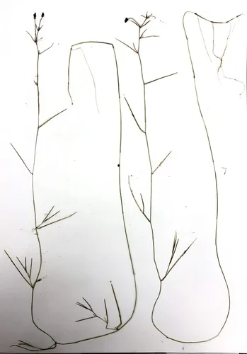 Miniatura: Potamogeton (Potamogeton spp.)