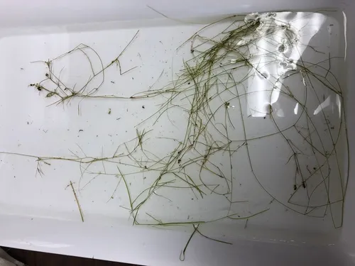 Miniatura: Potamogeton (Potamogeton spp.)