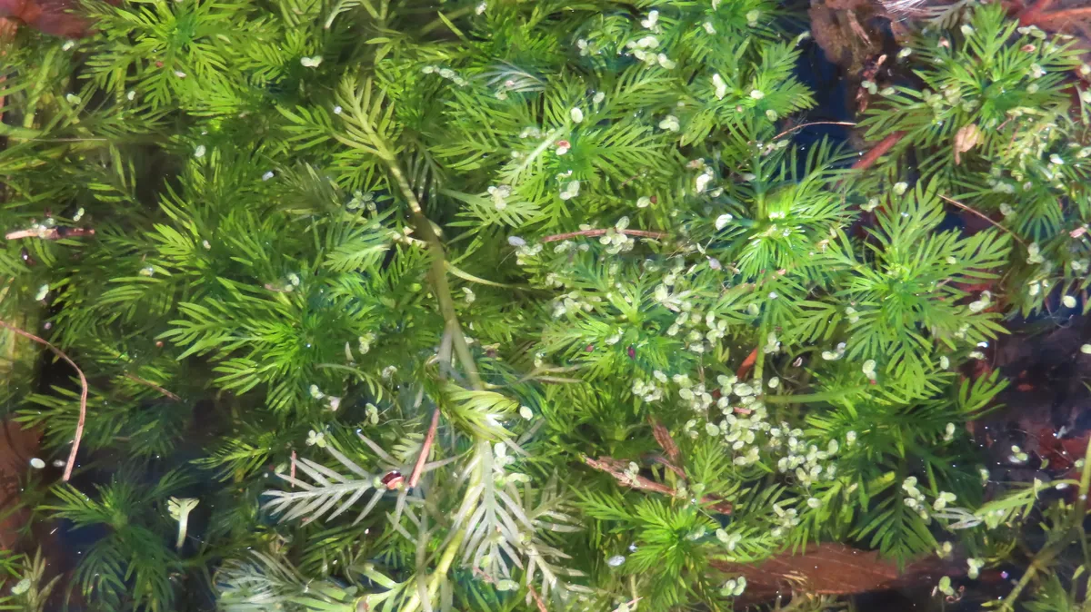 Miniatura: Hottonia (Hottonia palustris)