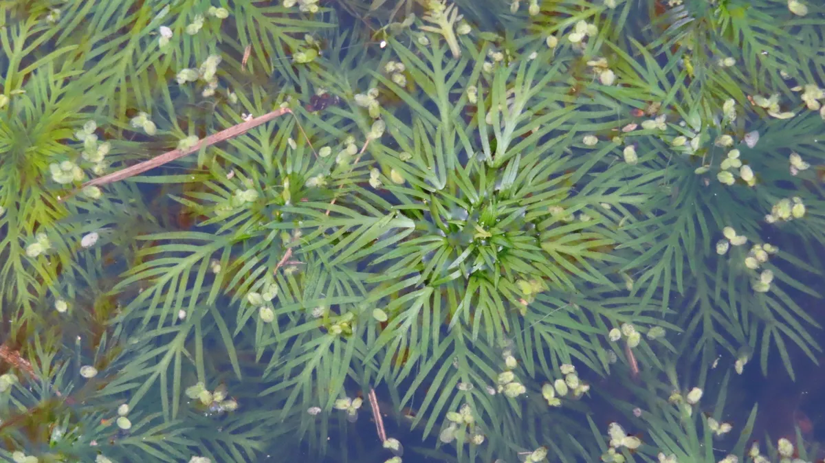 Miniatura: Hottonia (Hottonia palustris)