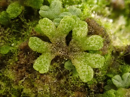 Miniatura: Riccia (Riccia fluitans)