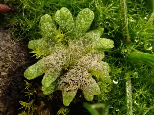Miniatura: Riccia (Riccia fluitans)