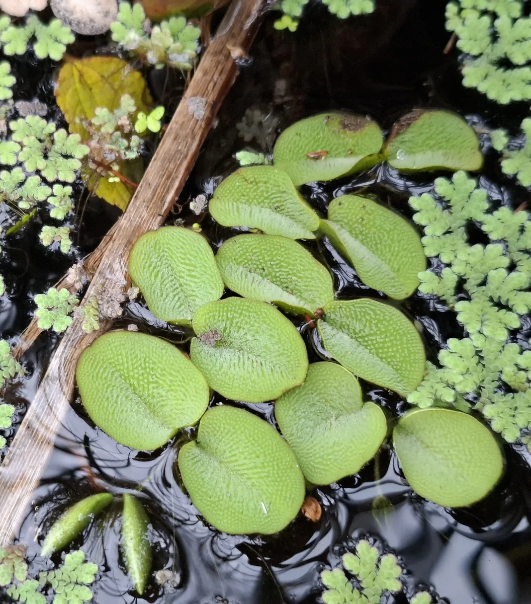 Salviniacee (Galleggianti)