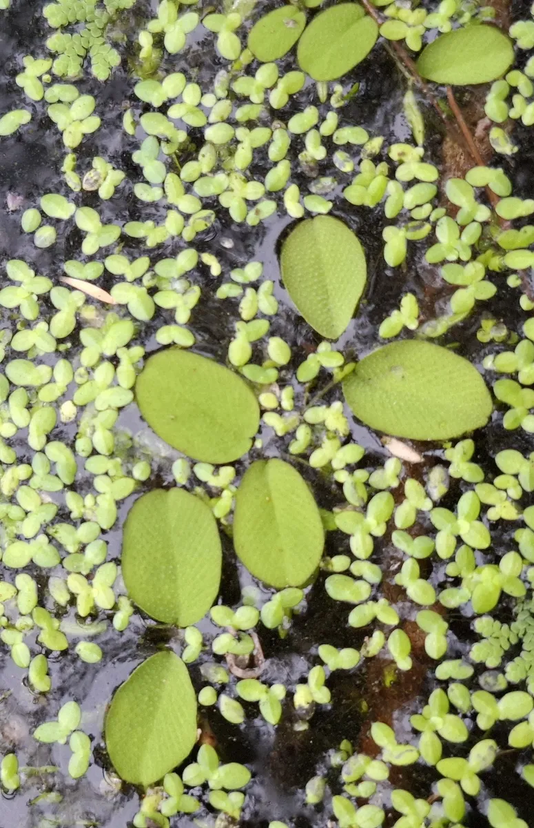 Miniatura: Salvinia (Salvinia spp.)